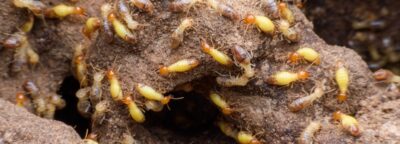 Super macro image of horde of termites building their nest