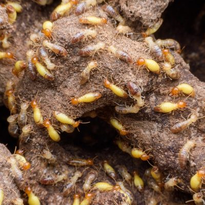 Super macro image of horde of termites building their nest