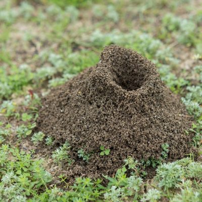 Anthill on a background of fresh greenery. Details of the wild life of ants.